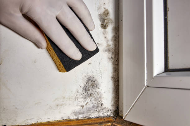 Best Forensic Mold Investigation  in Boulder City, NV